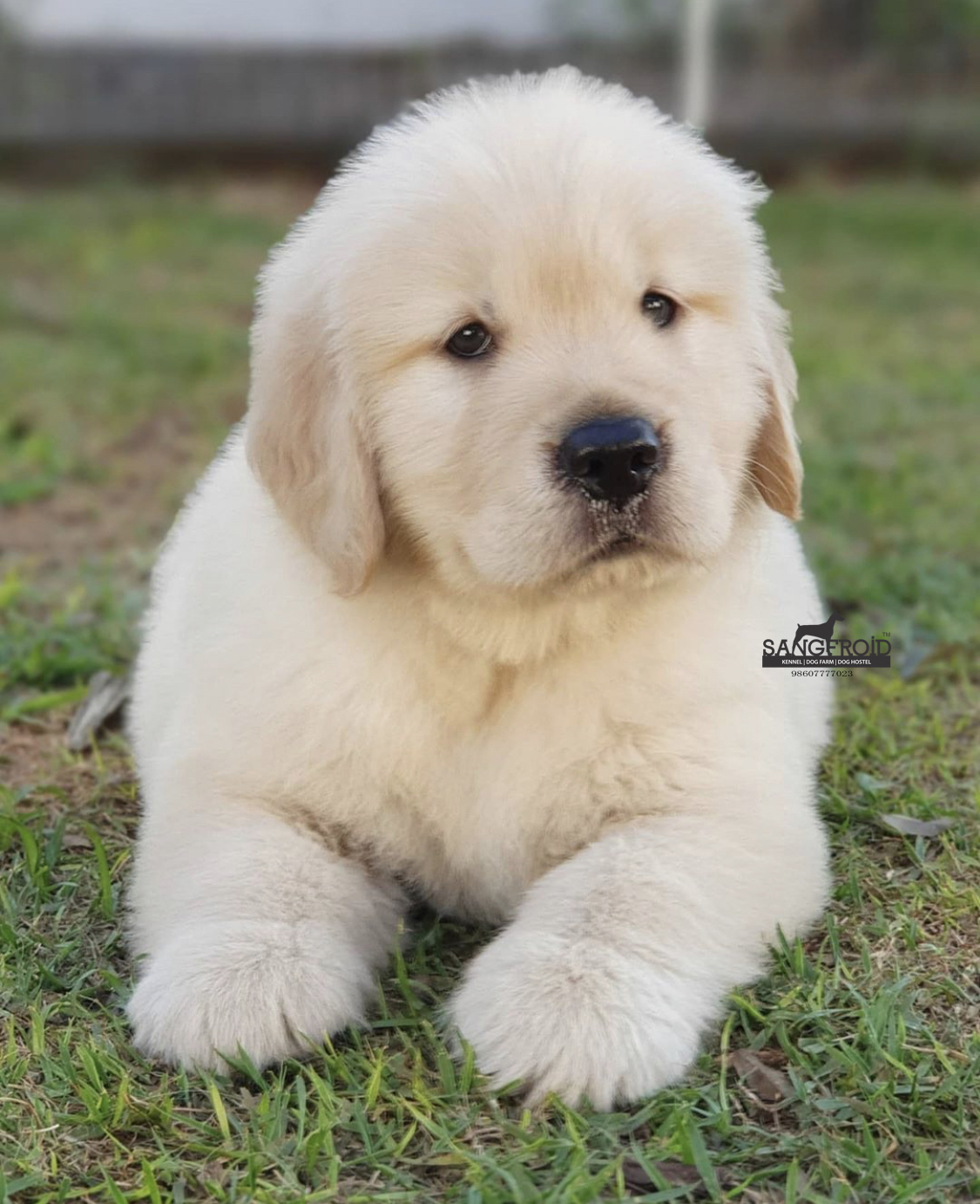 Image of GOLDEN Retriever posted on 2022-08-22 04:07:05 from Mumbai